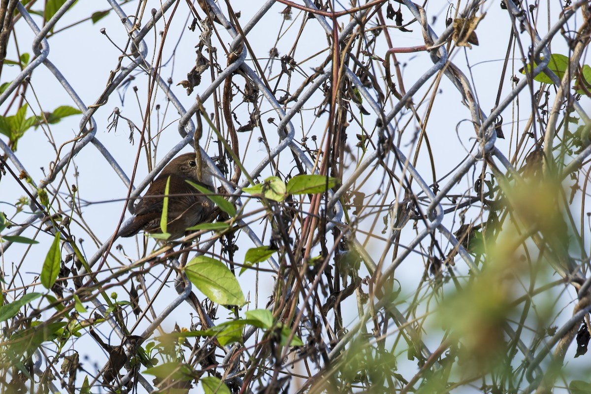 Northern House Wren - ML646904289