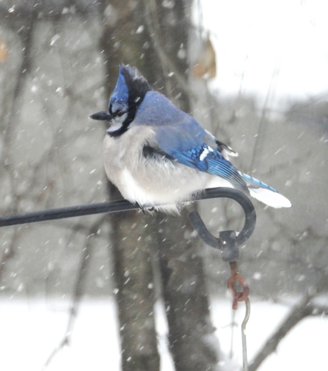 Blue Jay - ML646904291