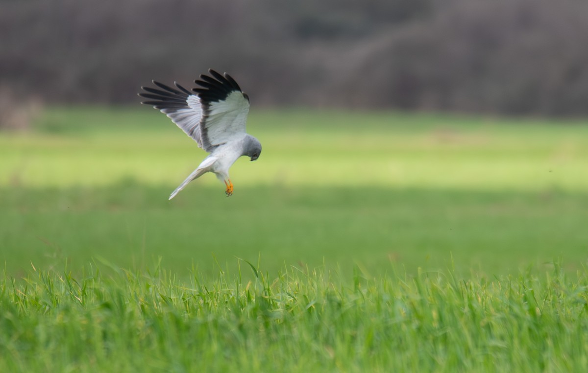 Hen Harrier - ML646904293
