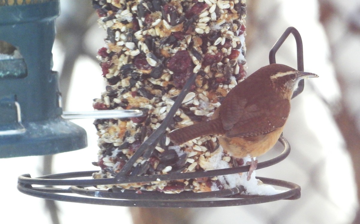 Carolina Wren - ML646904300
