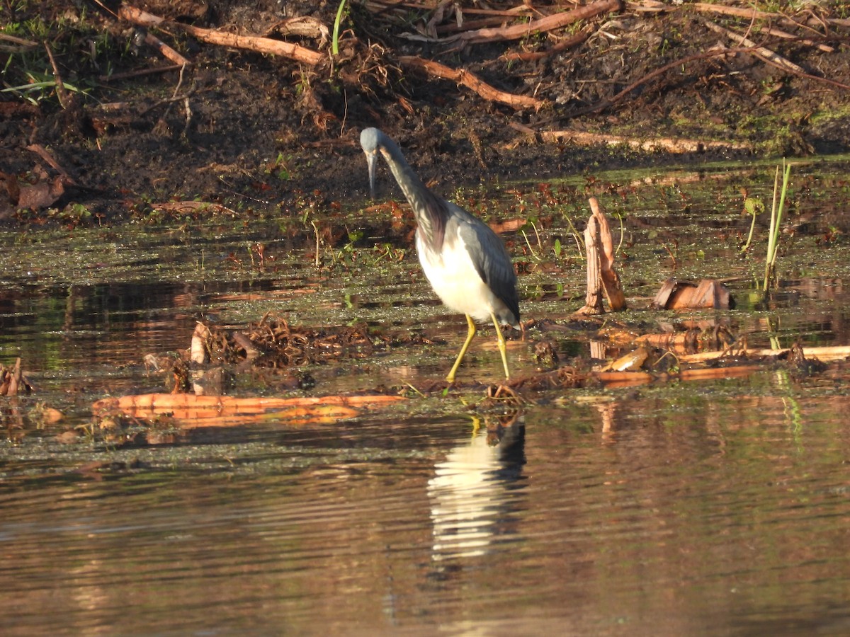 サンショクサギ - ML646904302