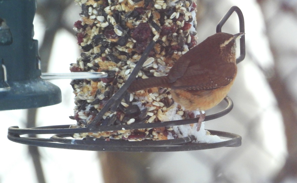 Carolina Wren - ML646904304