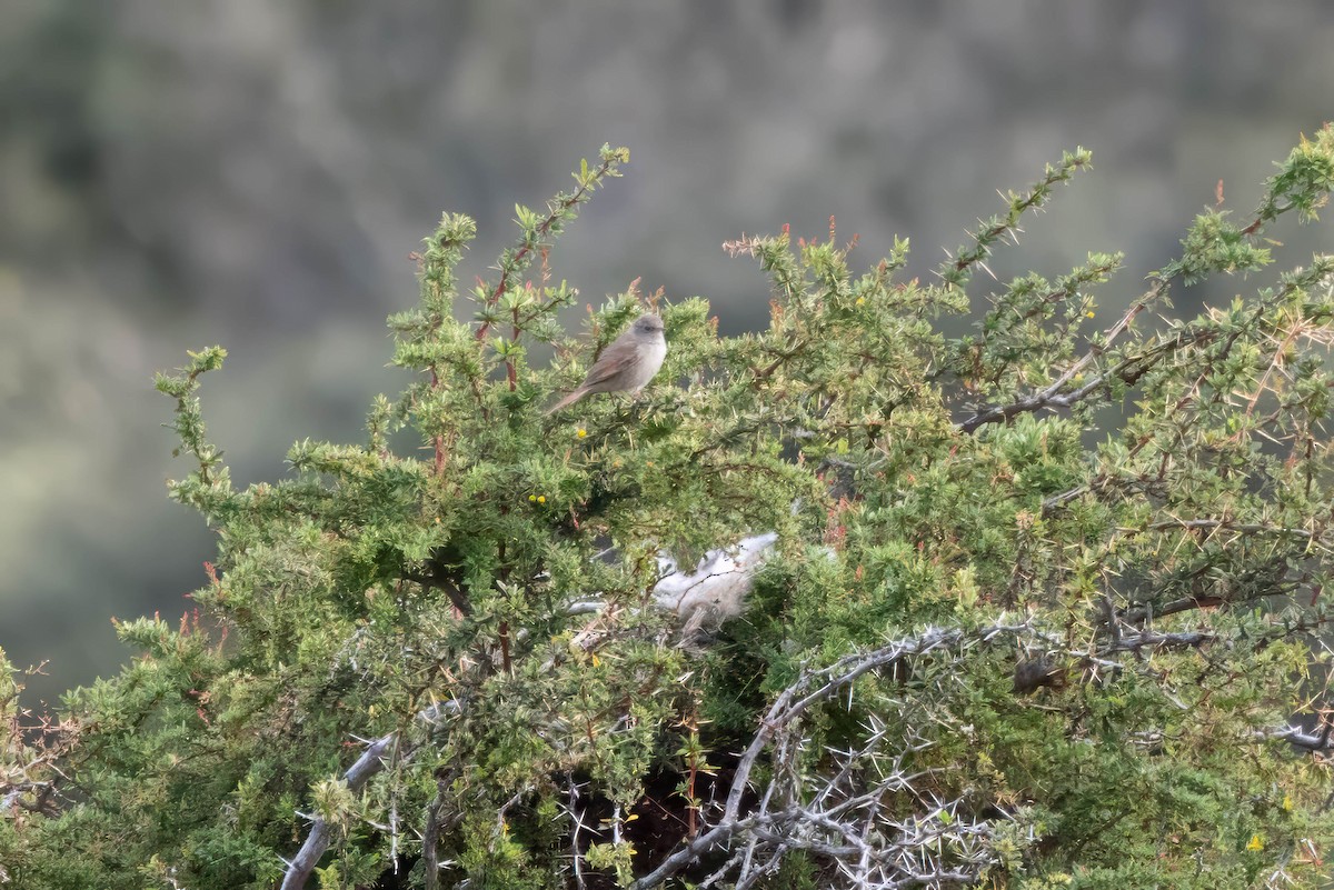Sharp-billed Canastero - ML646904306