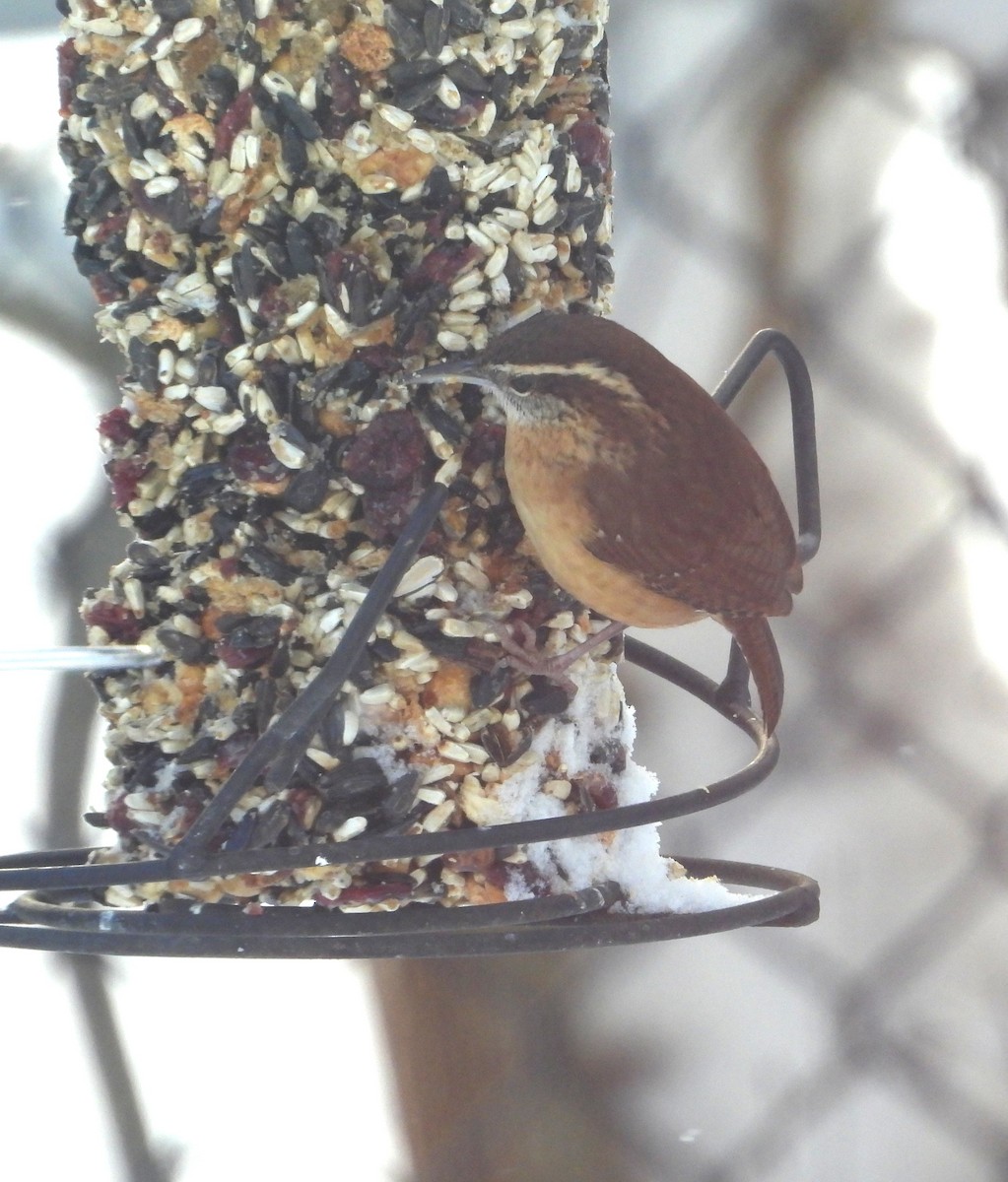 Carolina Wren - ML646904308