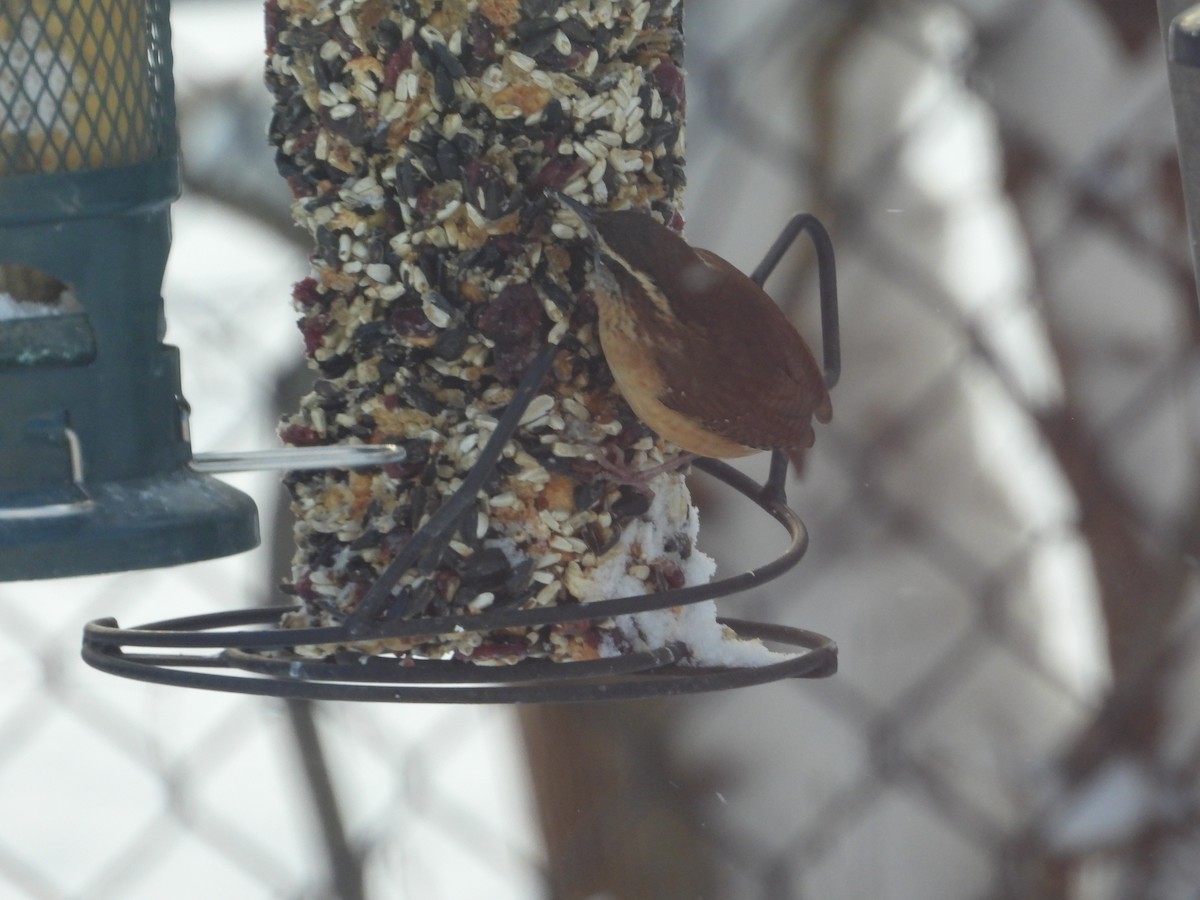 Carolina Wren - ML646904314