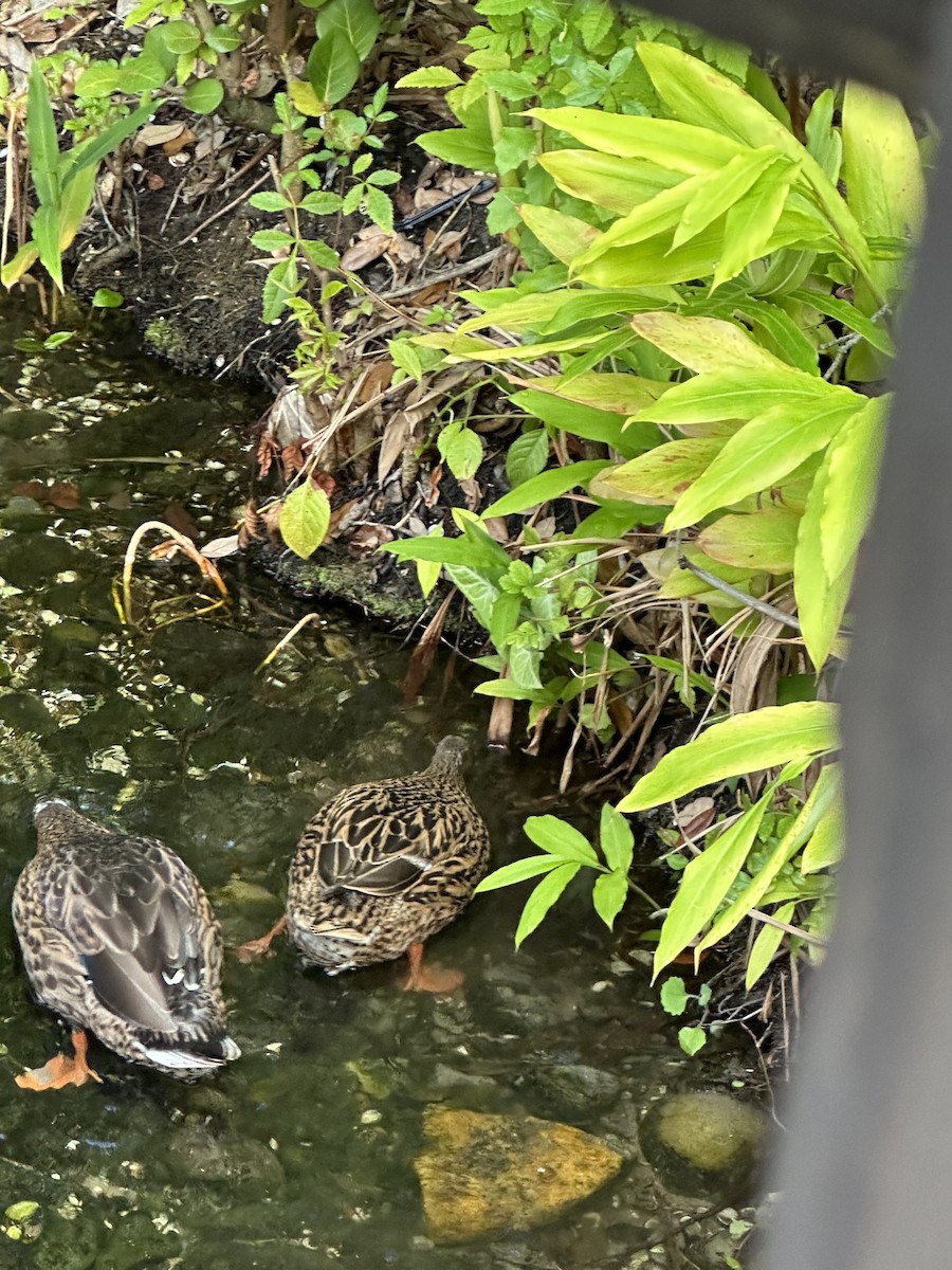 マダラガモ - ML646904318