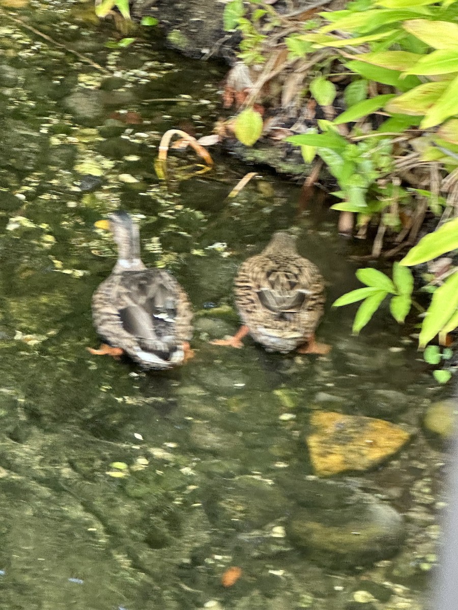 マダラガモ - ML646904319