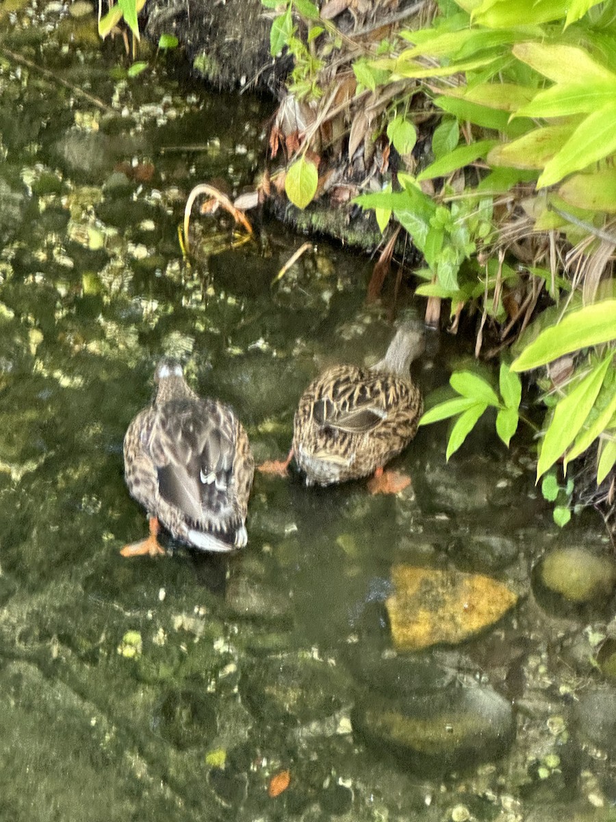 マダラガモ - ML646904320