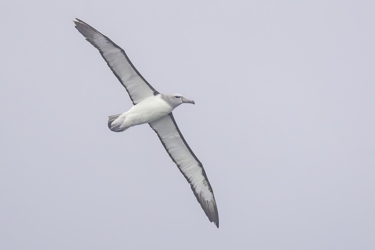 サルビンアホウドリ - ML646904322