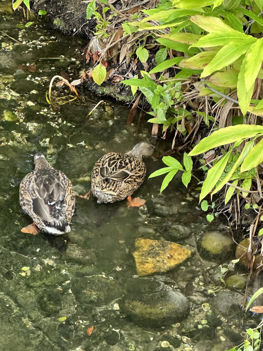 マダラガモ - ML646904323