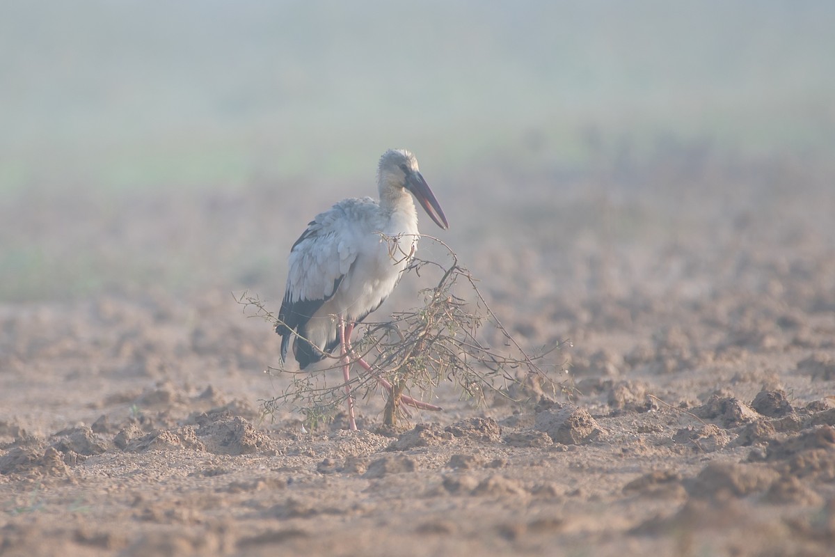 スキハシコウ - ML646904342