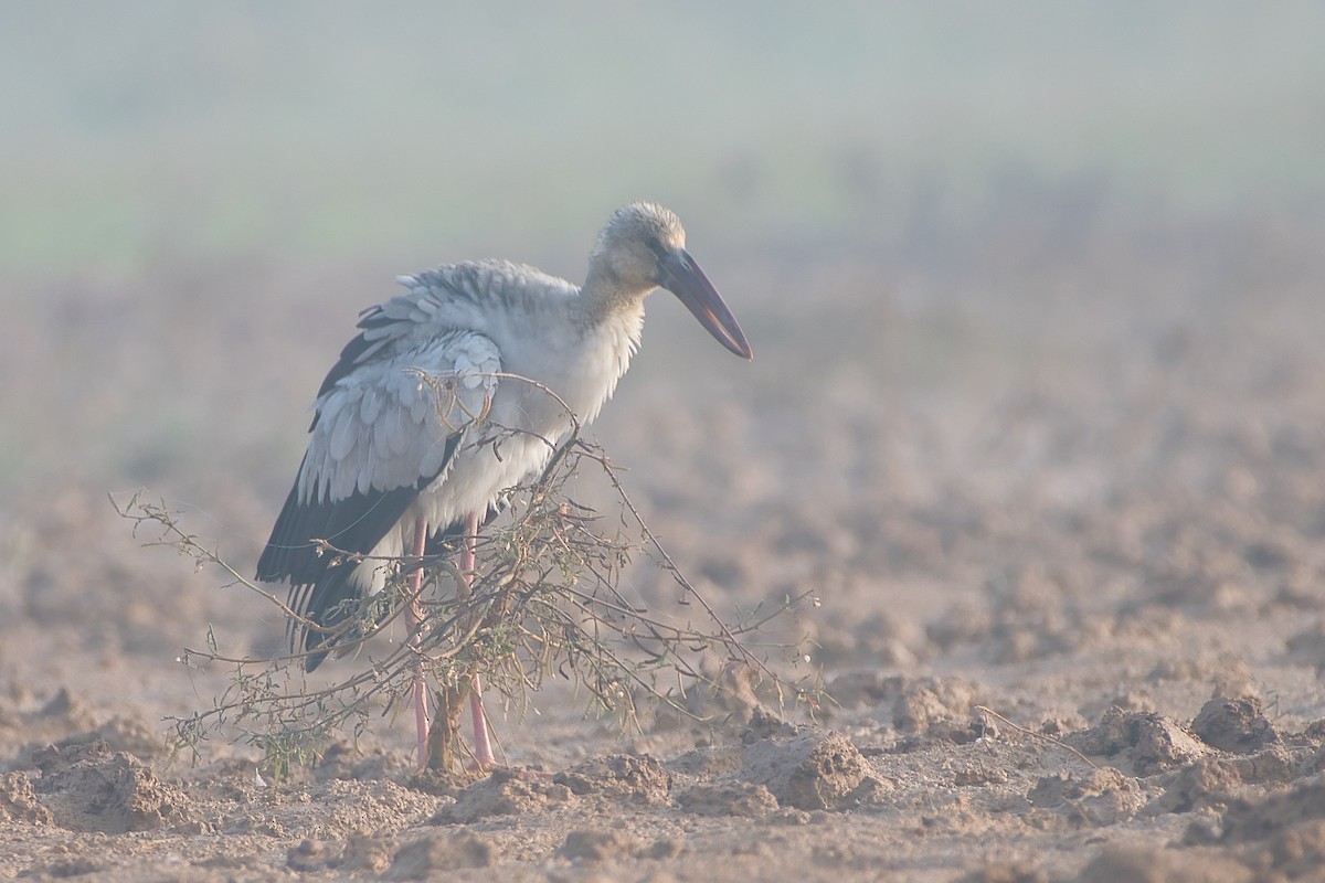 スキハシコウ - ML646904343