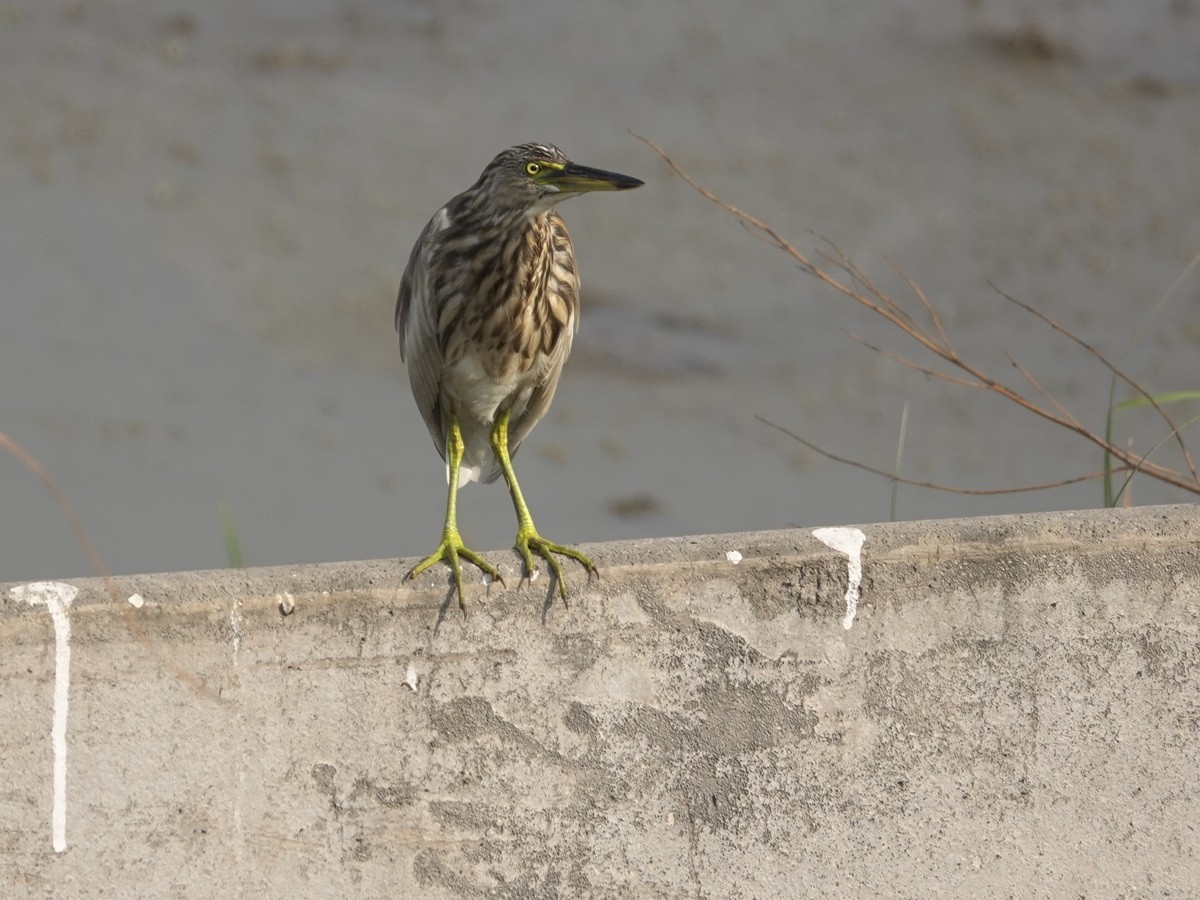 Indian Pond-Heron - ML646904348