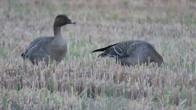 ヒシクイ - ML646904350