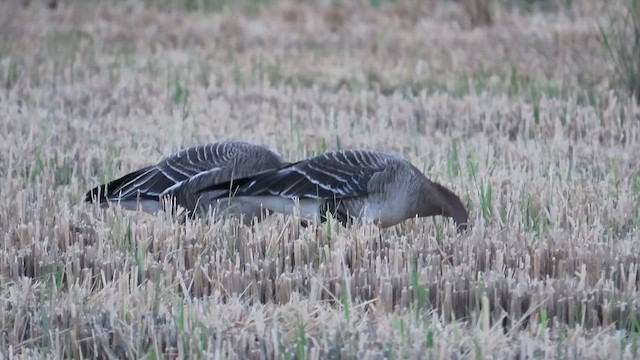 ヒシクイ - ML646904351