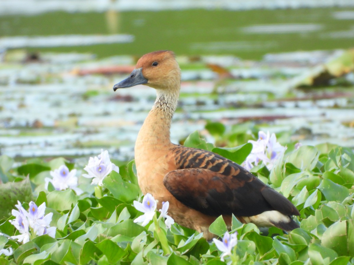 Рыжая древесная утка - ML646904358