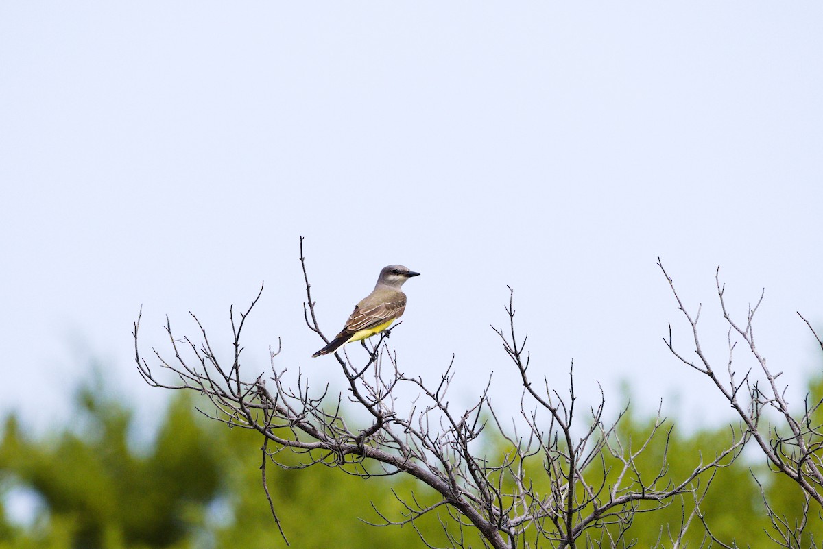 Western Kingbird - ML646904362