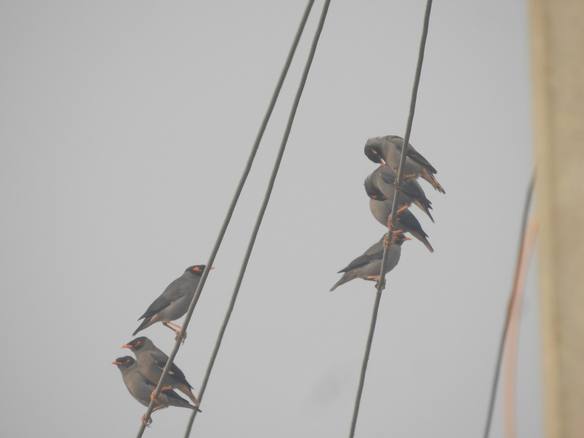 Bank Myna - ML646904363