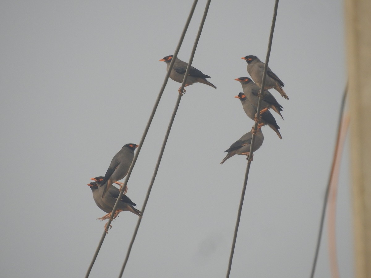 Bank Myna - ML646904365