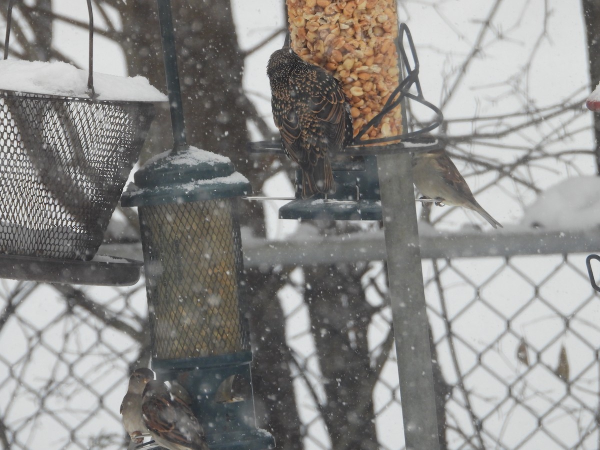 European Starling - ML646904366