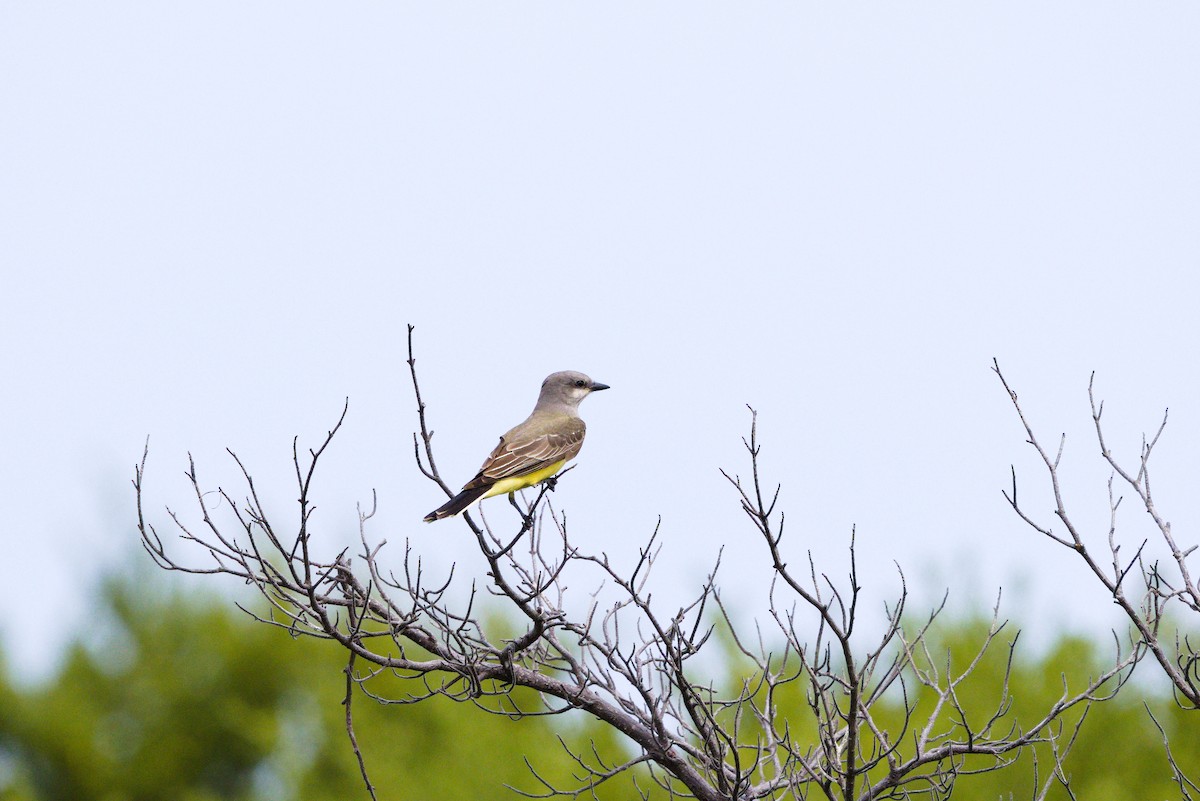 Western Kingbird - ML646904367