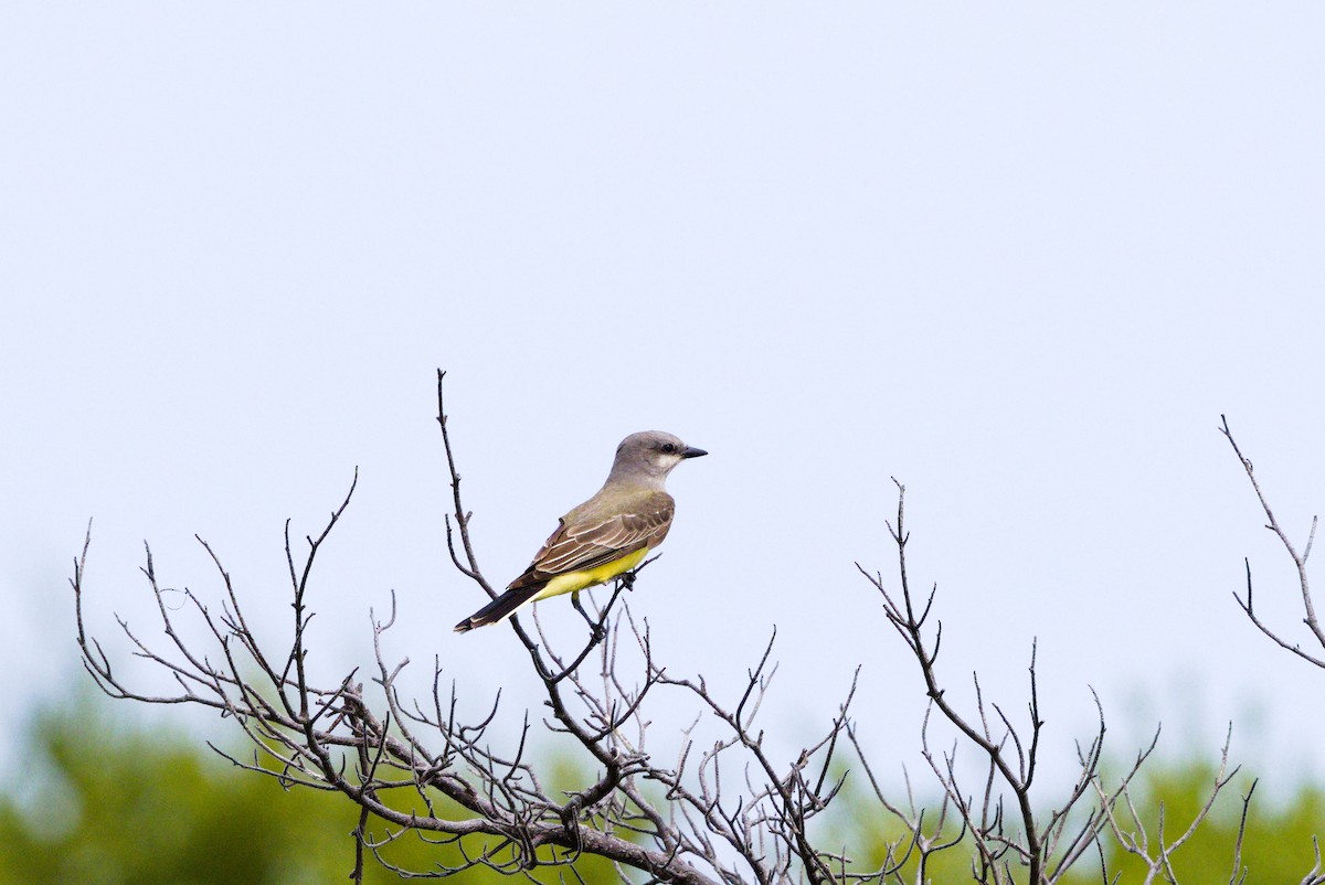 Western Kingbird - ML646904368