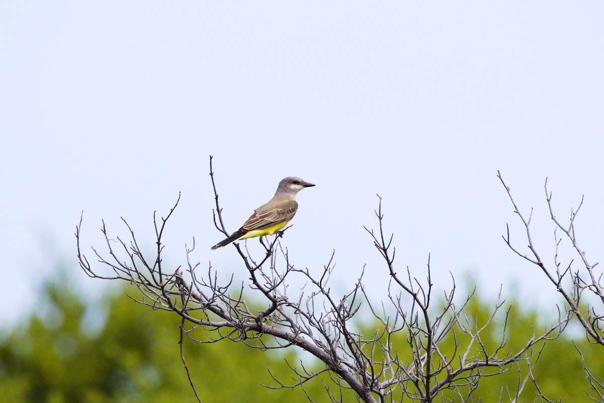 Western Kingbird - ML646904371