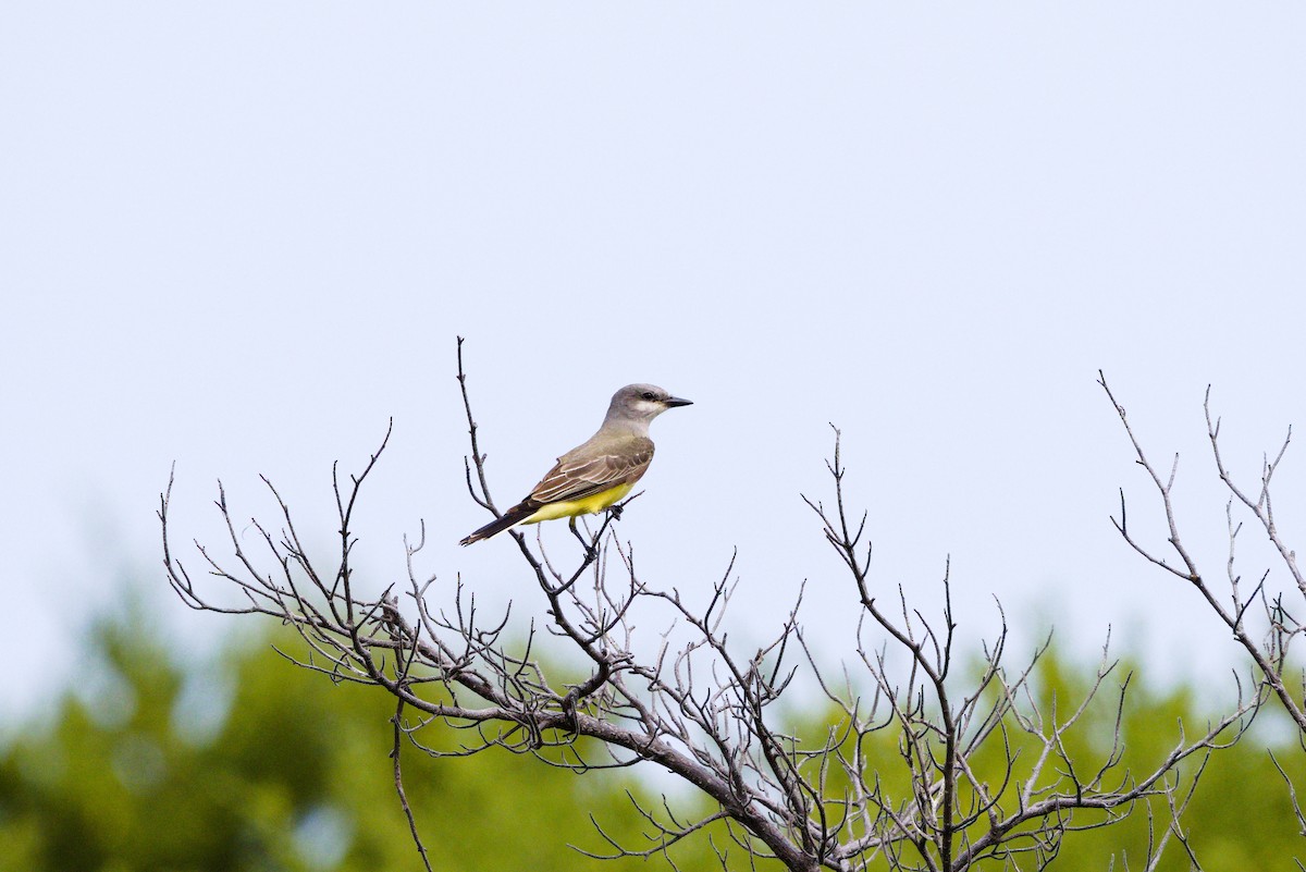 Western Kingbird - ML646904372