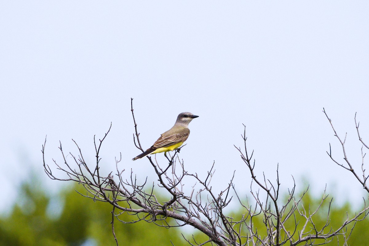 Western Kingbird - ML646904373