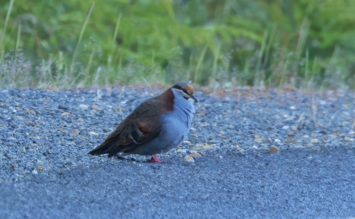 Colombine élégante - ML646904374
