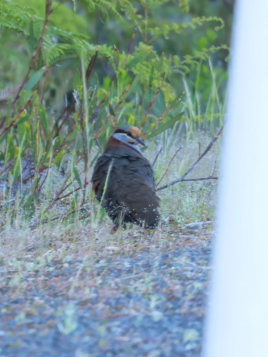 Colombine élégante - ML646904375