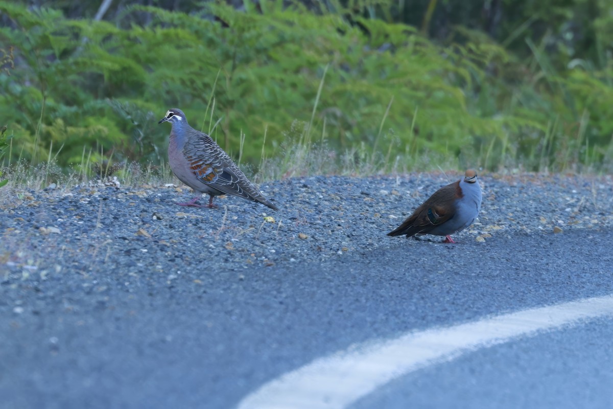 Colombine élégante - ML646904376