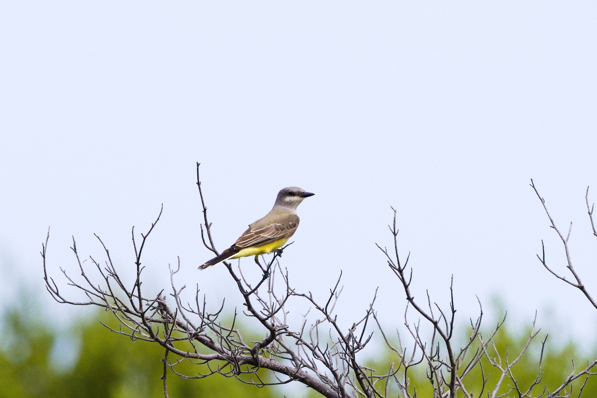 Western Kingbird - ML646904377