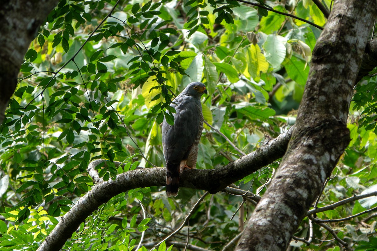Roadside Hawk - ML646904378