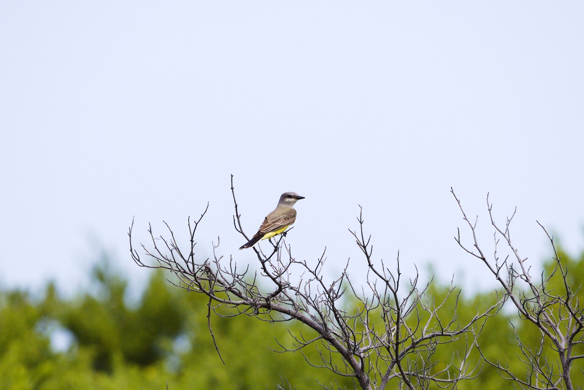 Western Kingbird - ML646904380
