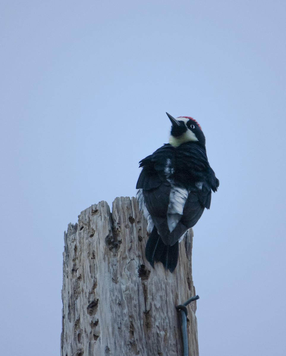 Acorn Woodpecker - ML646904383