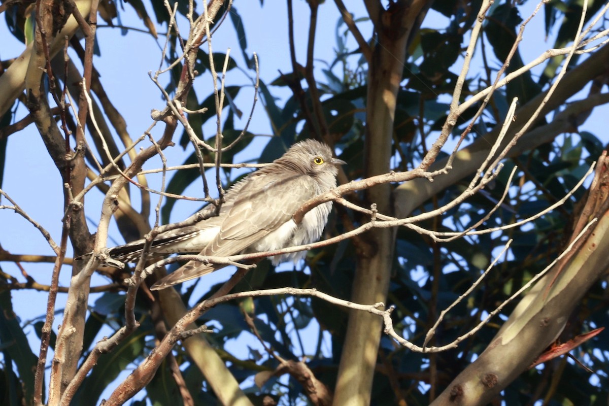 kukačka australská - ML646904388