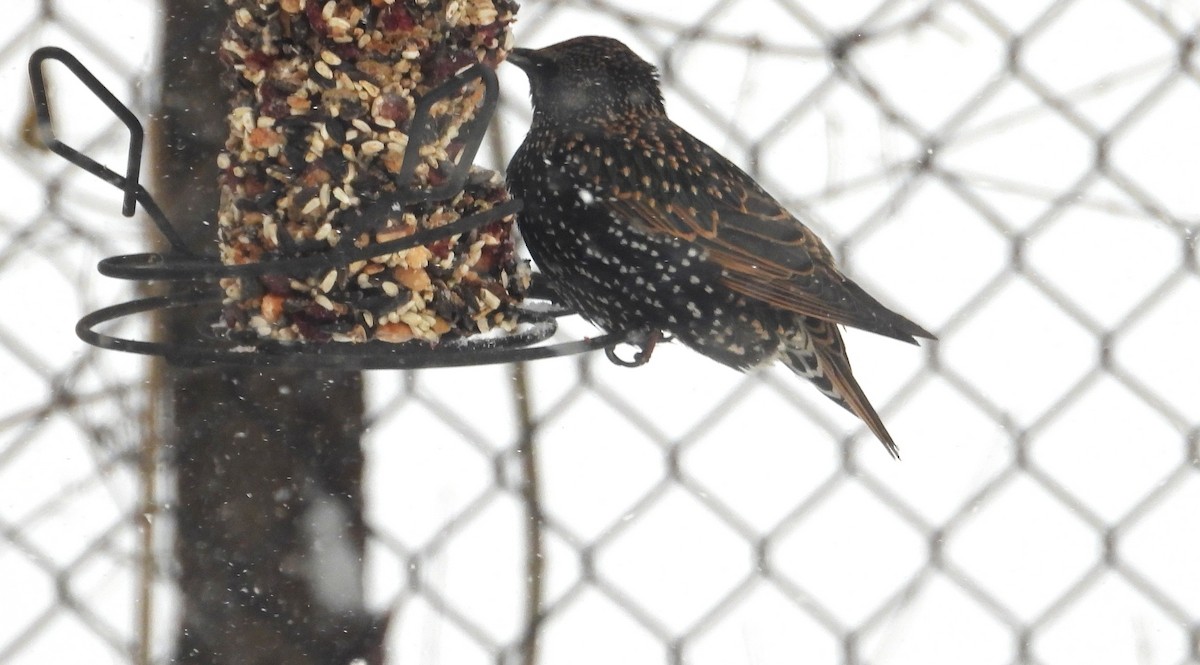 European Starling - ML646904389