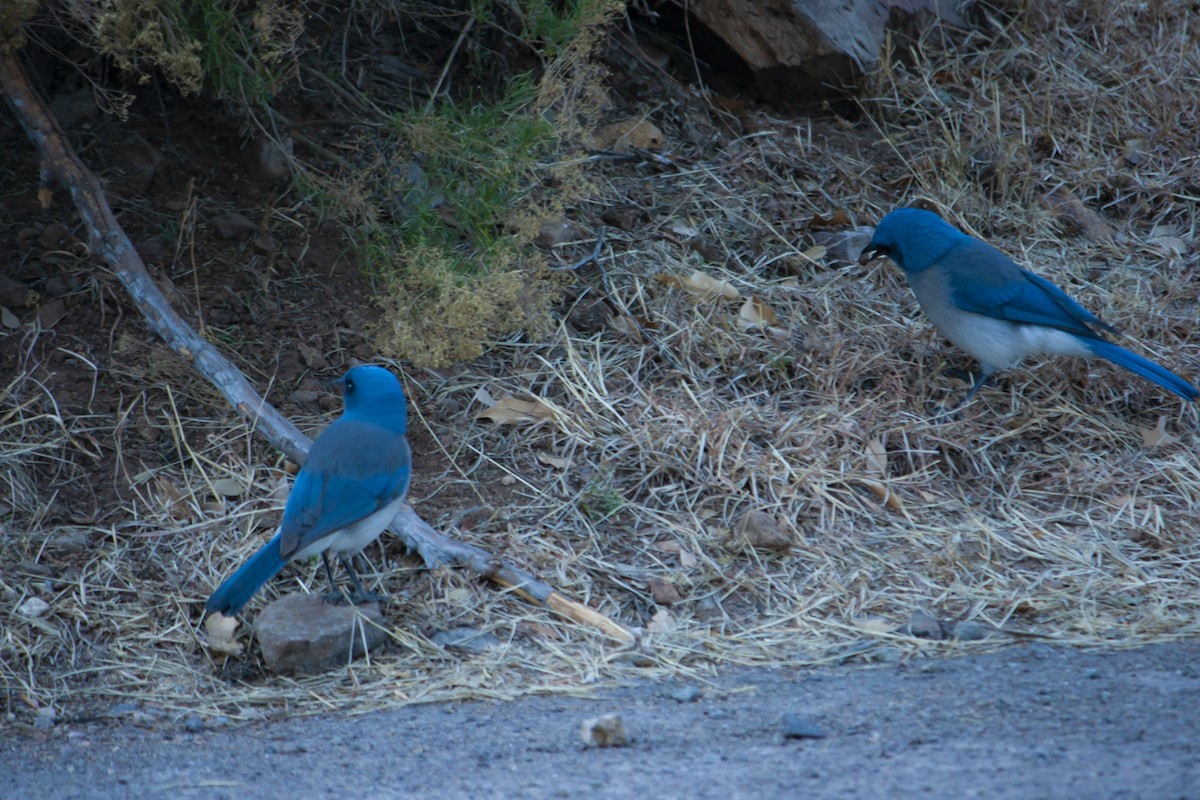 Meksika Kargası - ML646904391