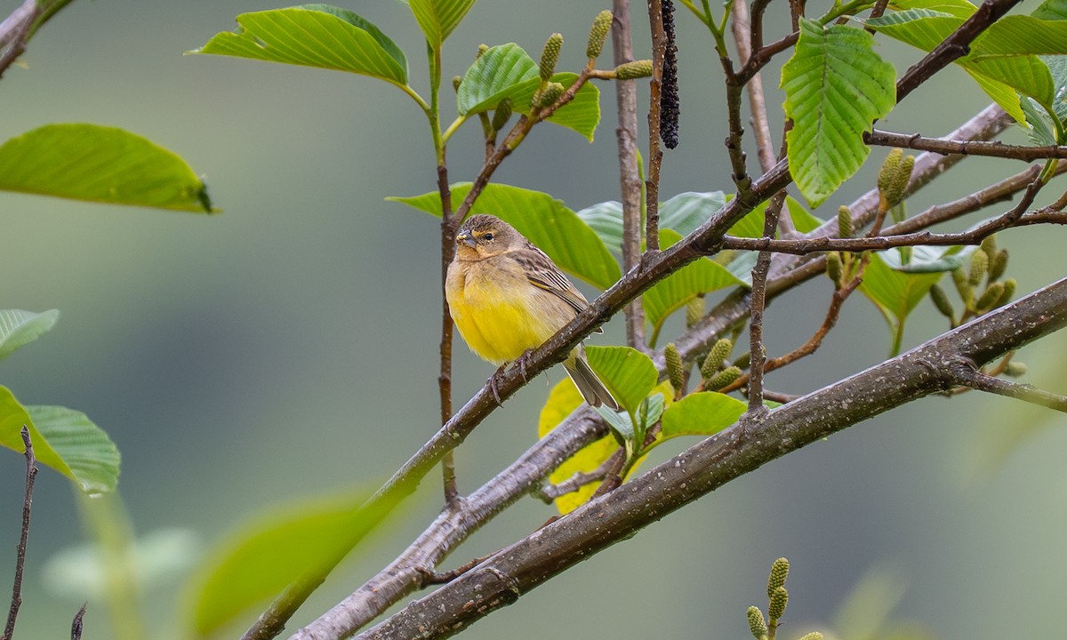 Çayır Kanarya İspinozu - ML646904407