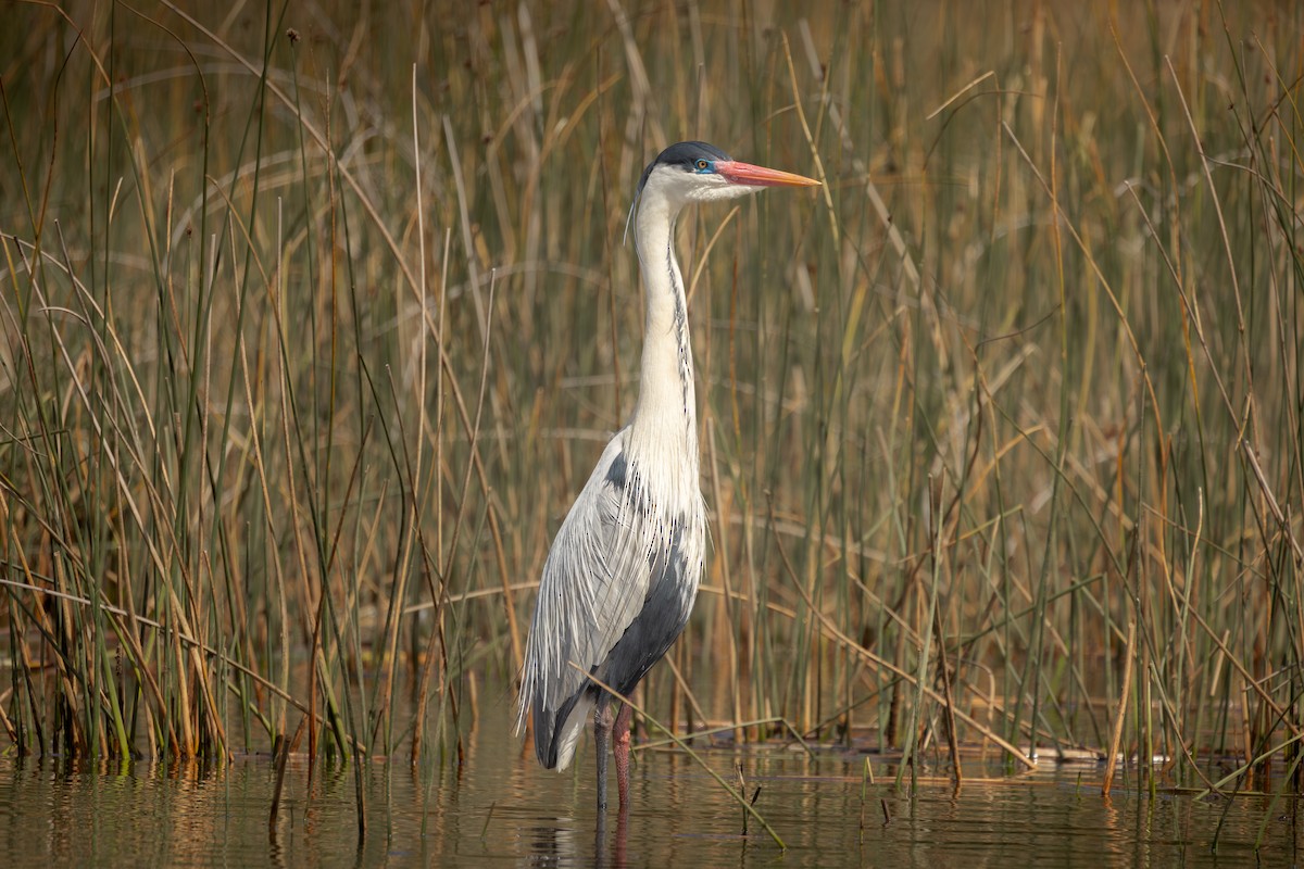 volavka jihoamerická - ML646904408