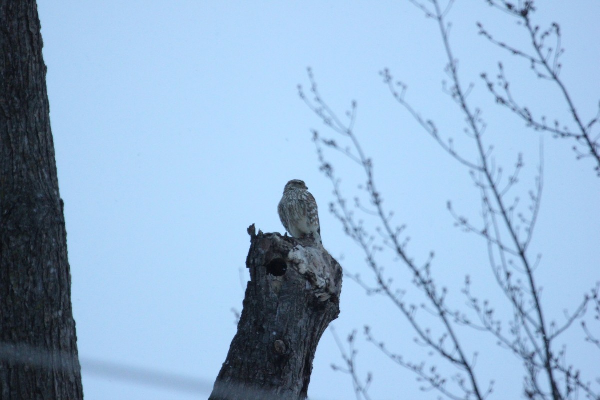 בז גמדי - ML646904414