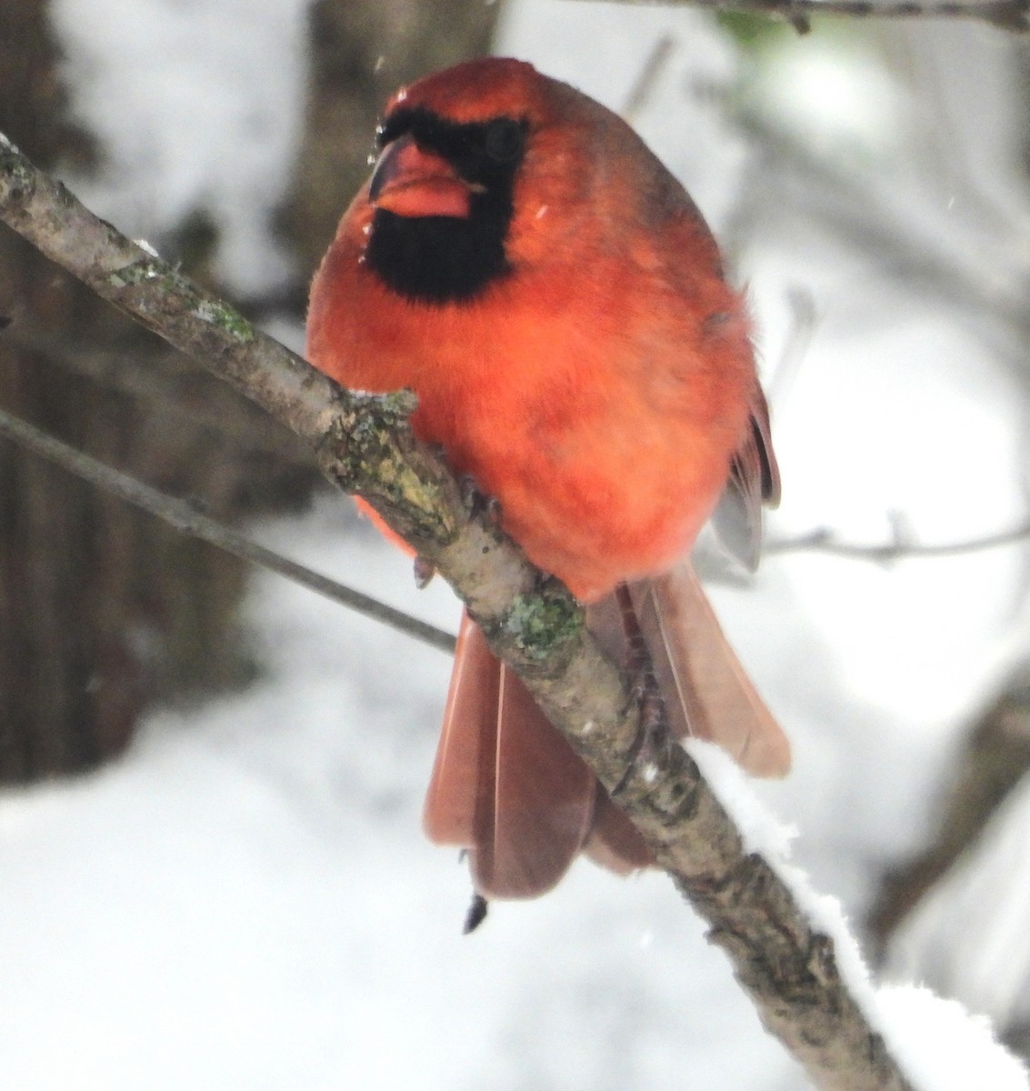 Cardinal rouge - ML646904415