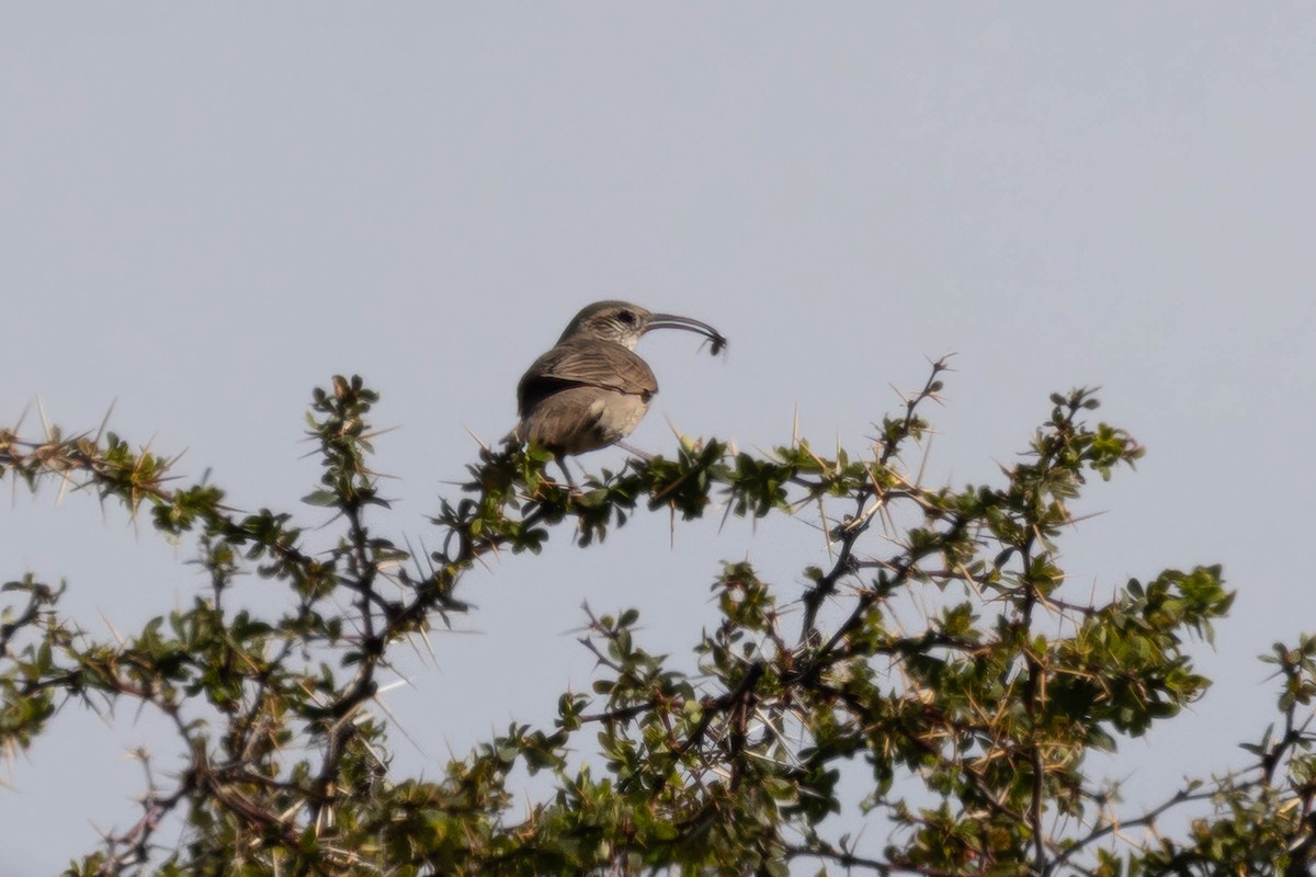 Scale-throated Earthcreeper - ML646904416