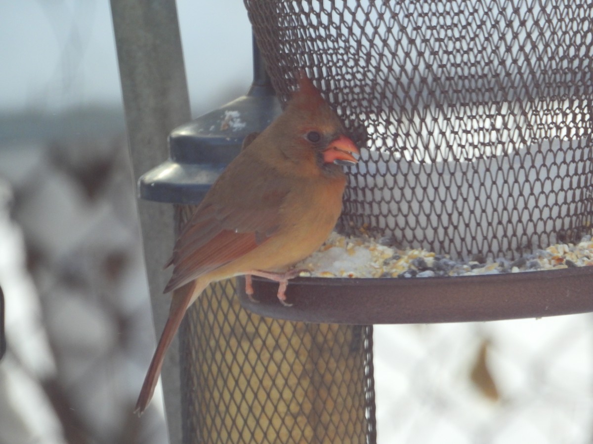 Cardinal rouge - ML646904419