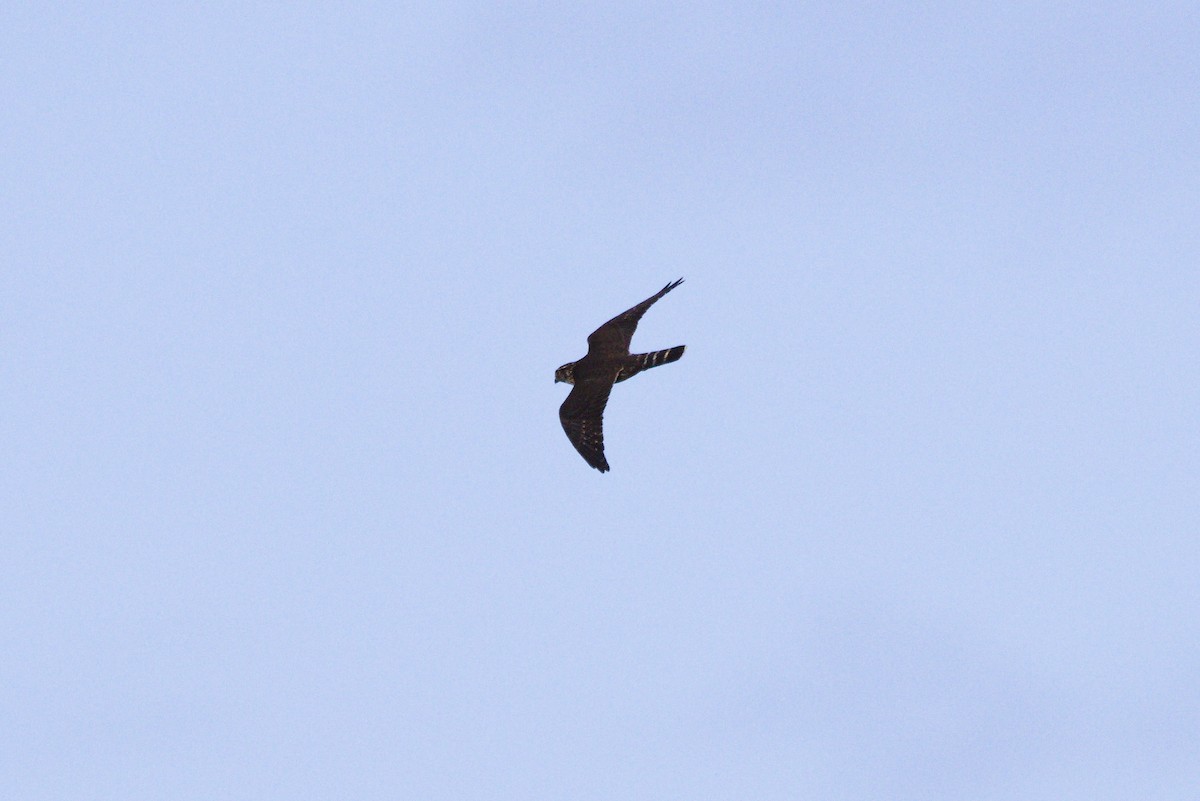 Merlin - ML646904421