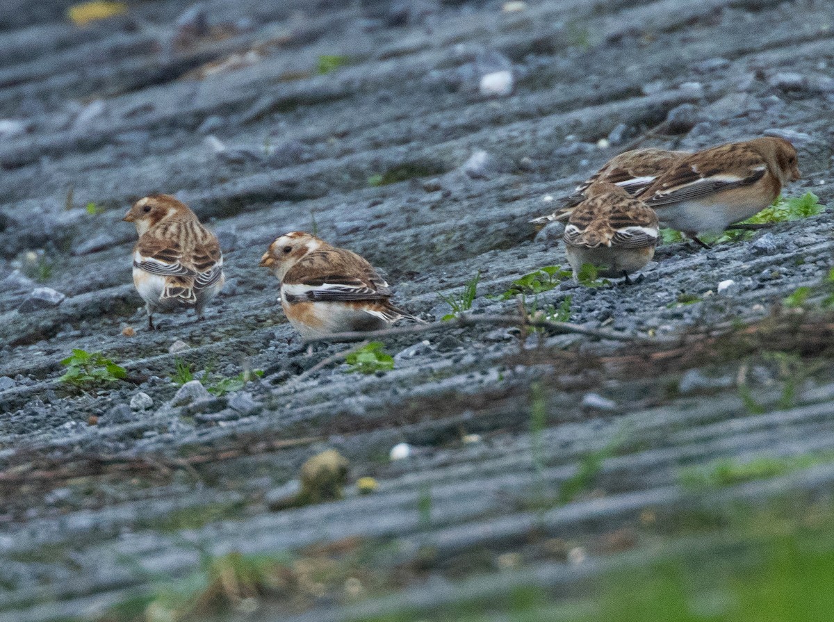 雪鵐 - ML646904422