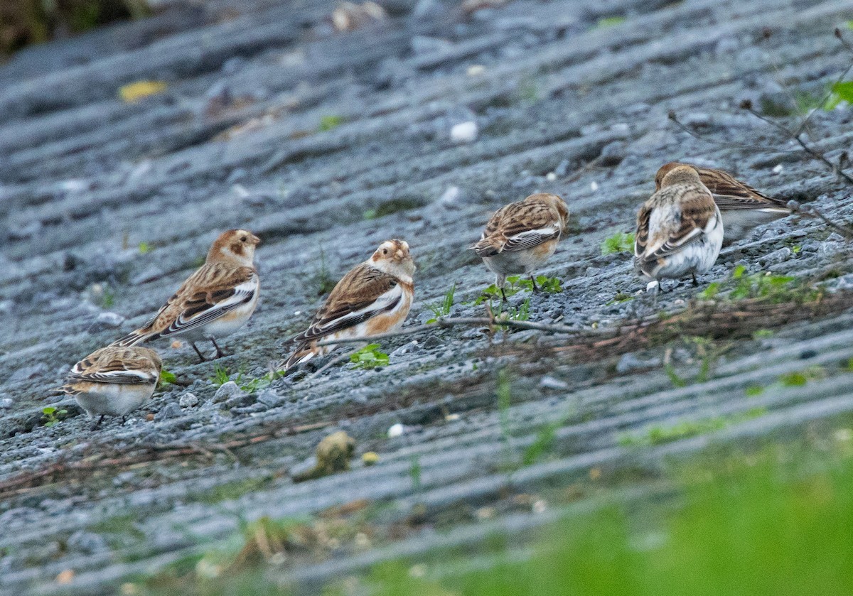 雪鵐 - ML646904427