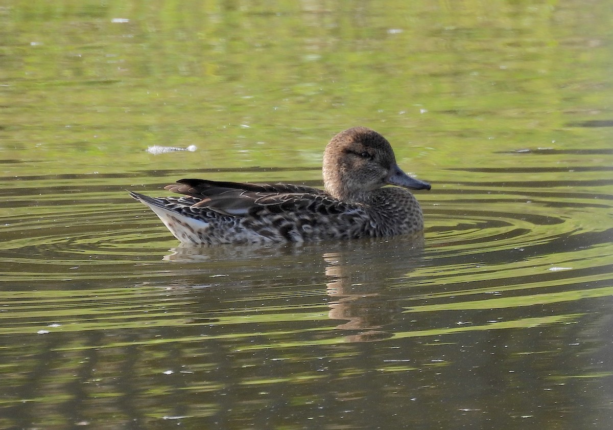 コガモ - ML646904437