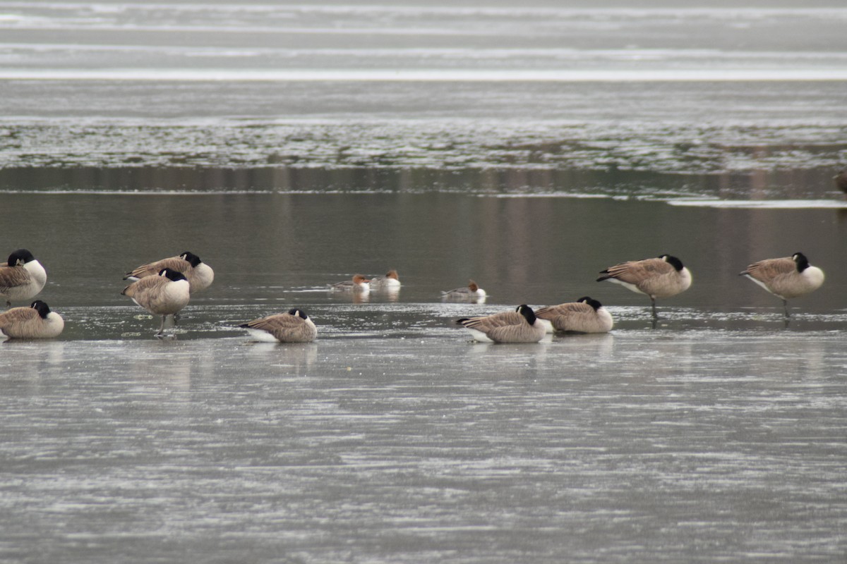 Common Merganser - ML646904438